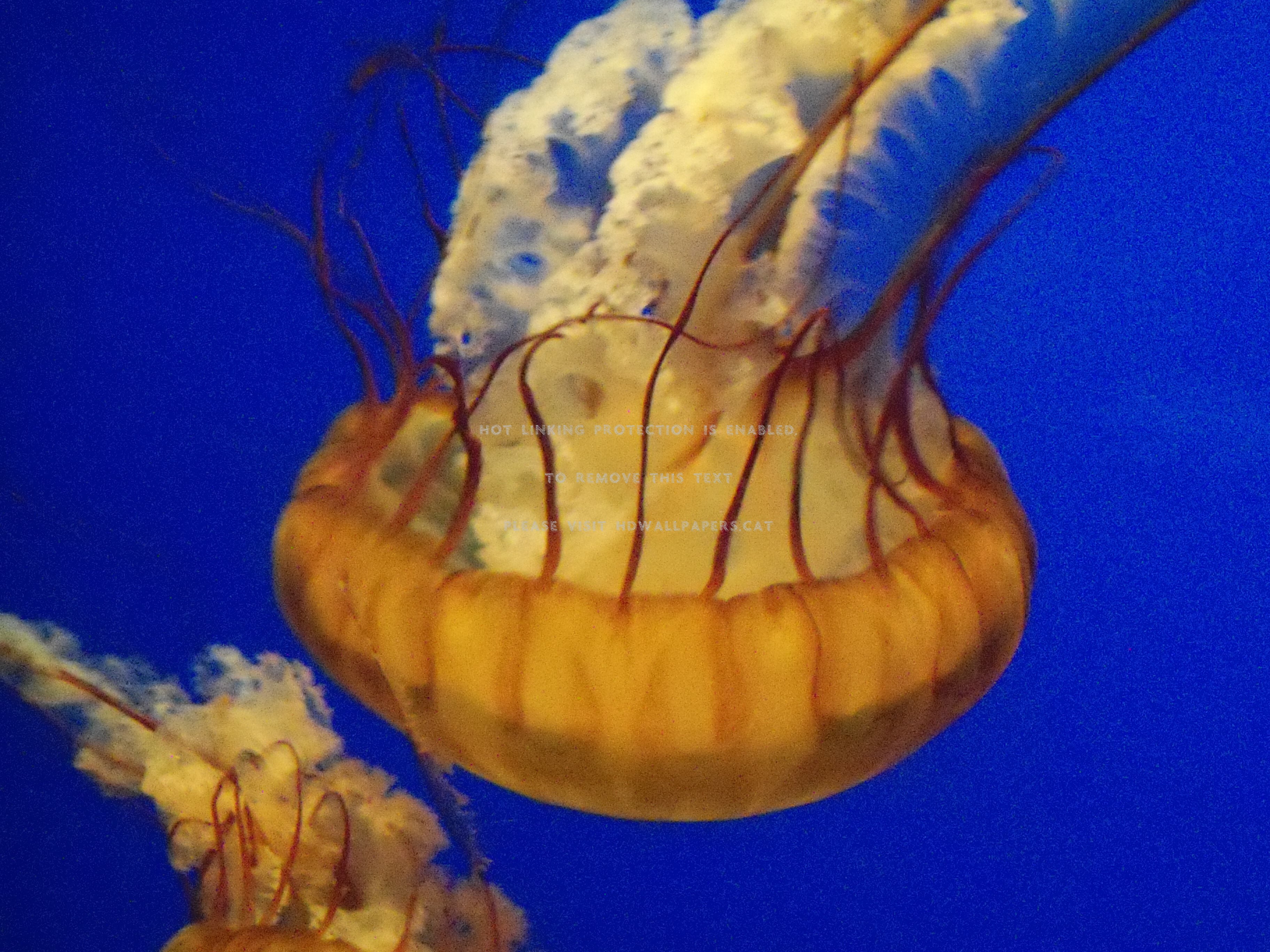 Jelly Fish Sea Creature Animals - Jellyfish - HD Wallpaper 