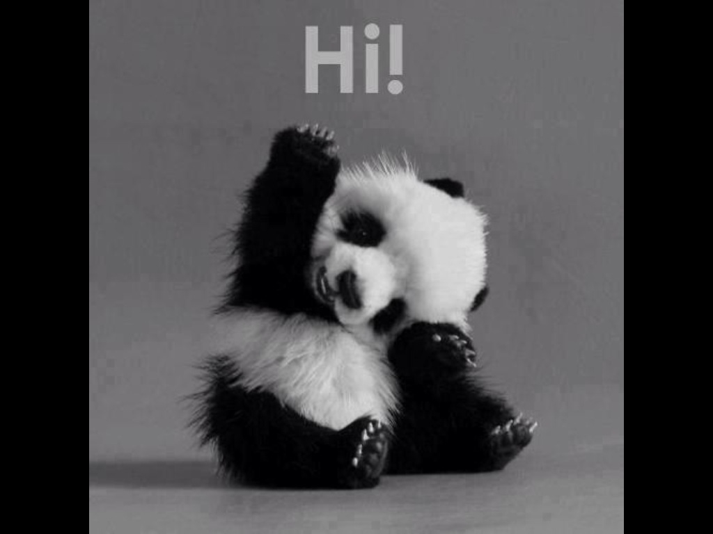 Baby Panda, Black And Cute - Baby Panda High Five - HD Wallpaper 