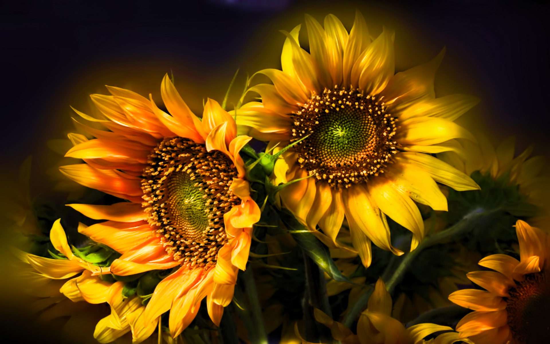 Sunflower Wallpaper 4k - HD Wallpaper 