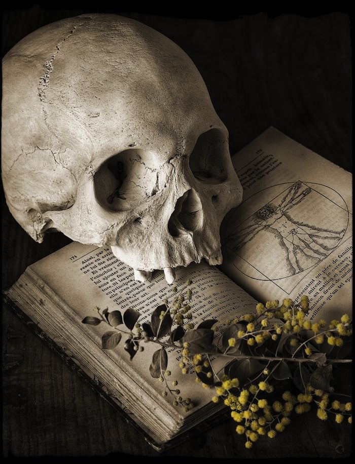 Skull Still Life Photography - HD Wallpaper 