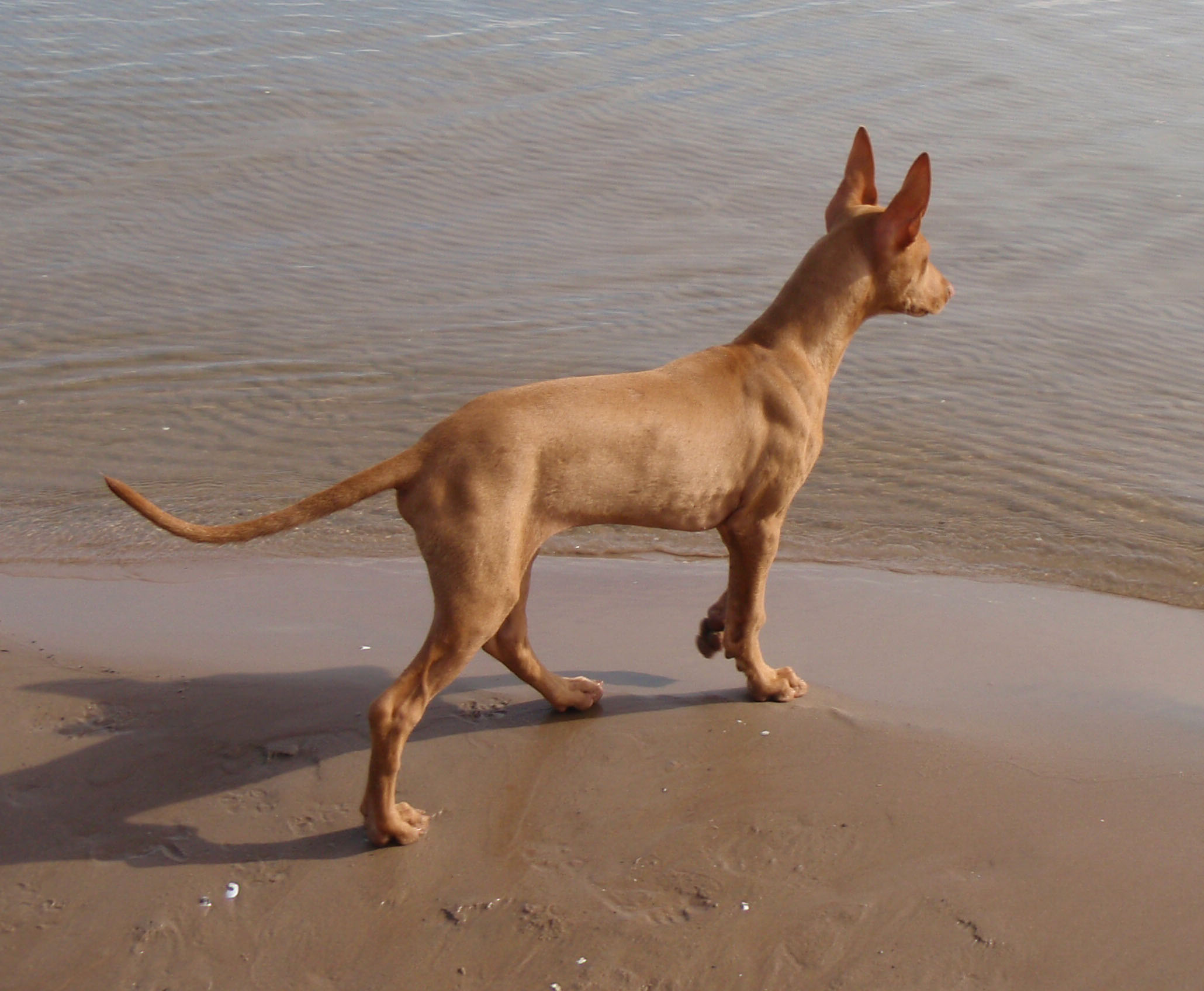 Pharaoh Hound Dog Near The Water Wallpaper - Pharaoh Hound - HD Wallpaper 