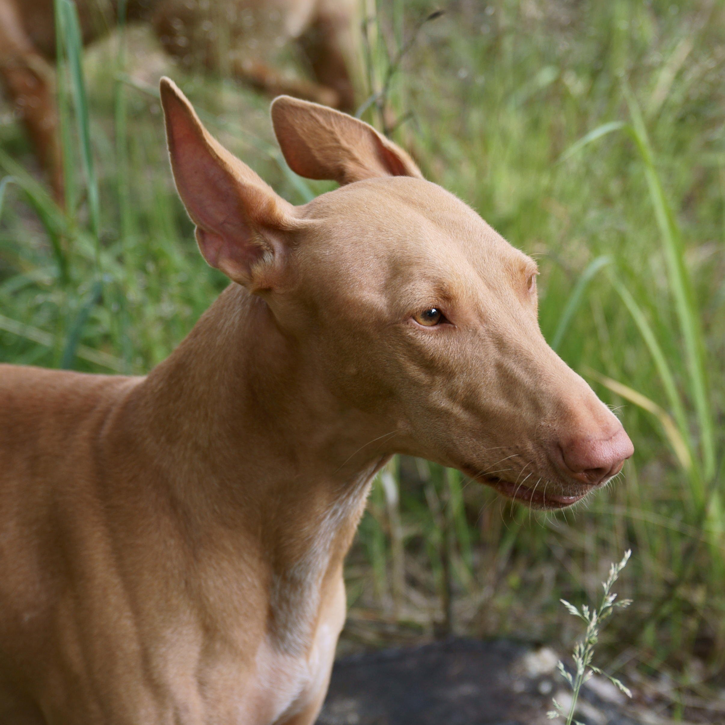 Cute Pharaoh Hound Dog Wallpaper - Pharaoh Hound - HD Wallpaper 