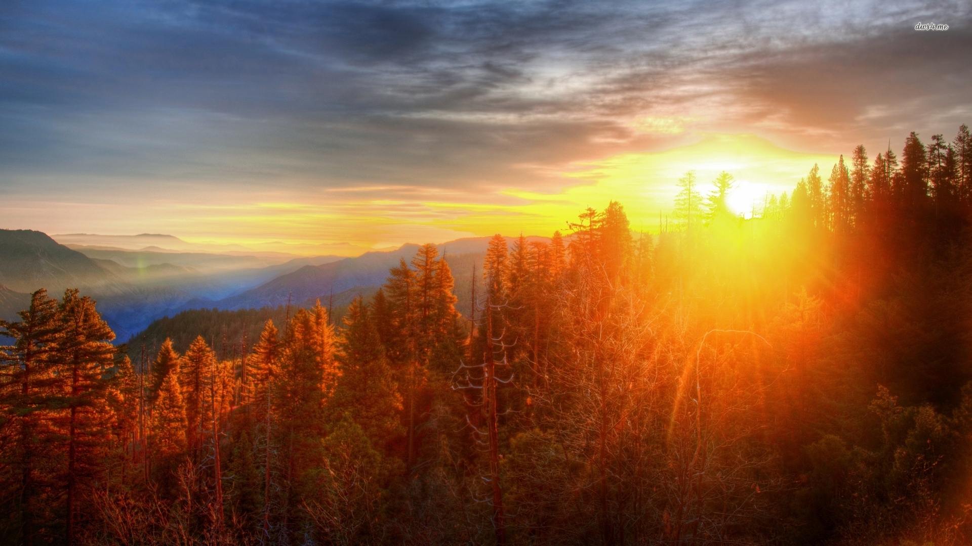 Larch - HD Wallpaper 