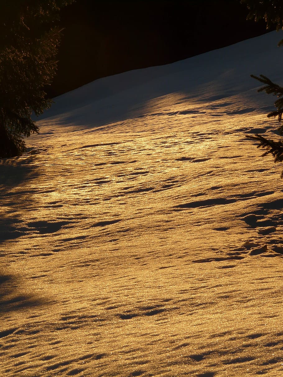 Snow, Winter, Wintry, Back Light, Golden, Sun, Tree, - Snow - HD Wallpaper 