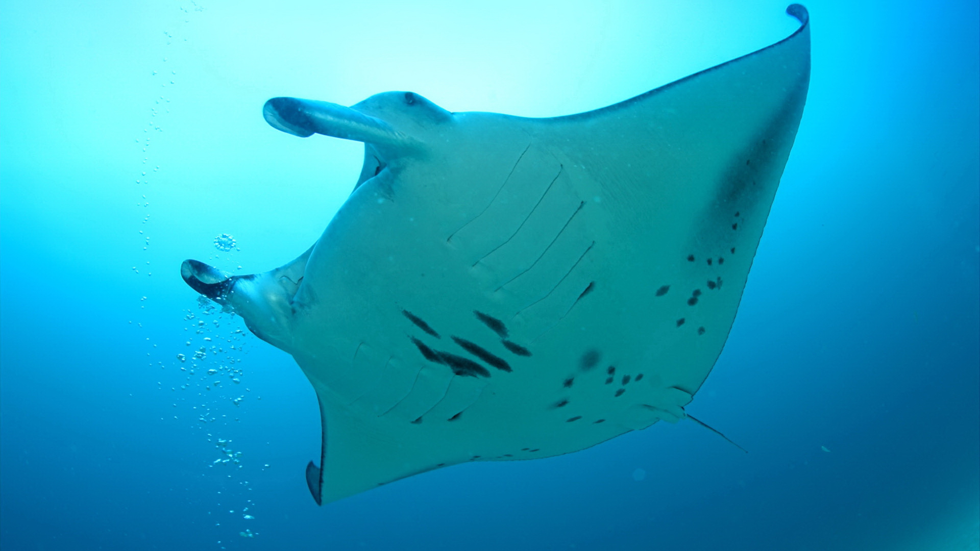 Manta Ray Pic Hd - HD Wallpaper 