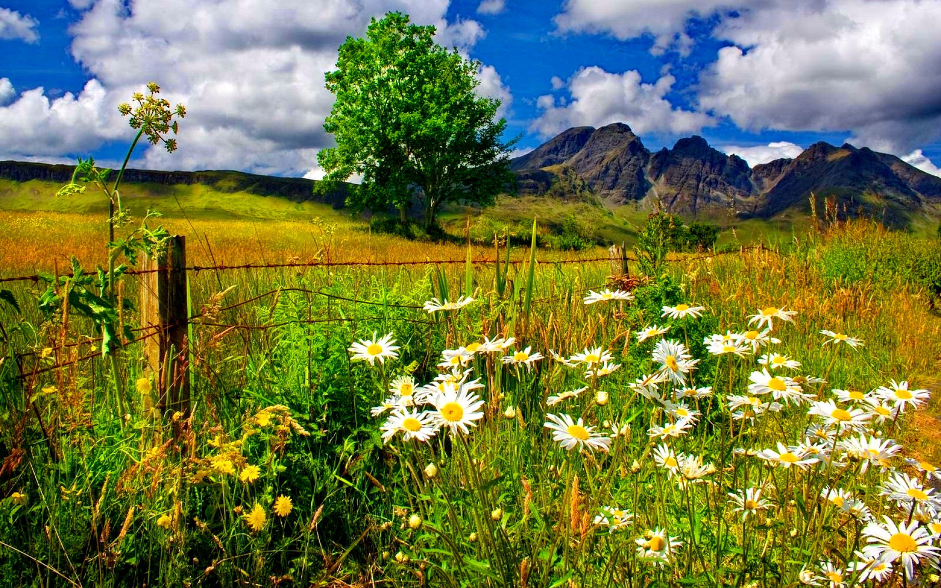 Field Of Grass And Flowers - HD Wallpaper 