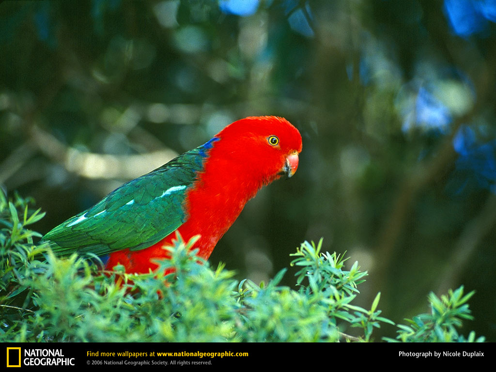 National Geographic Wallpaper Download - National Geographic - HD Wallpaper 