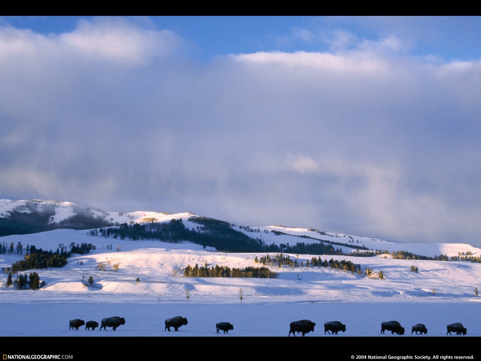 Snowscape - HD Wallpaper 