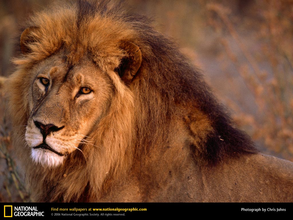 Wallpaper, Free Wallpapers, Download, Animals National - Lion - HD Wallpaper 