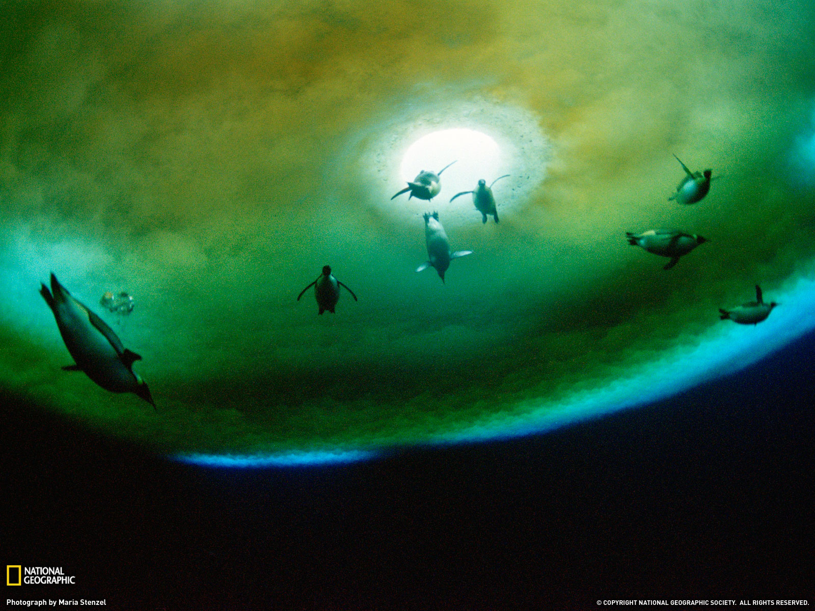 Penguin Swim National Geographic - HD Wallpaper 