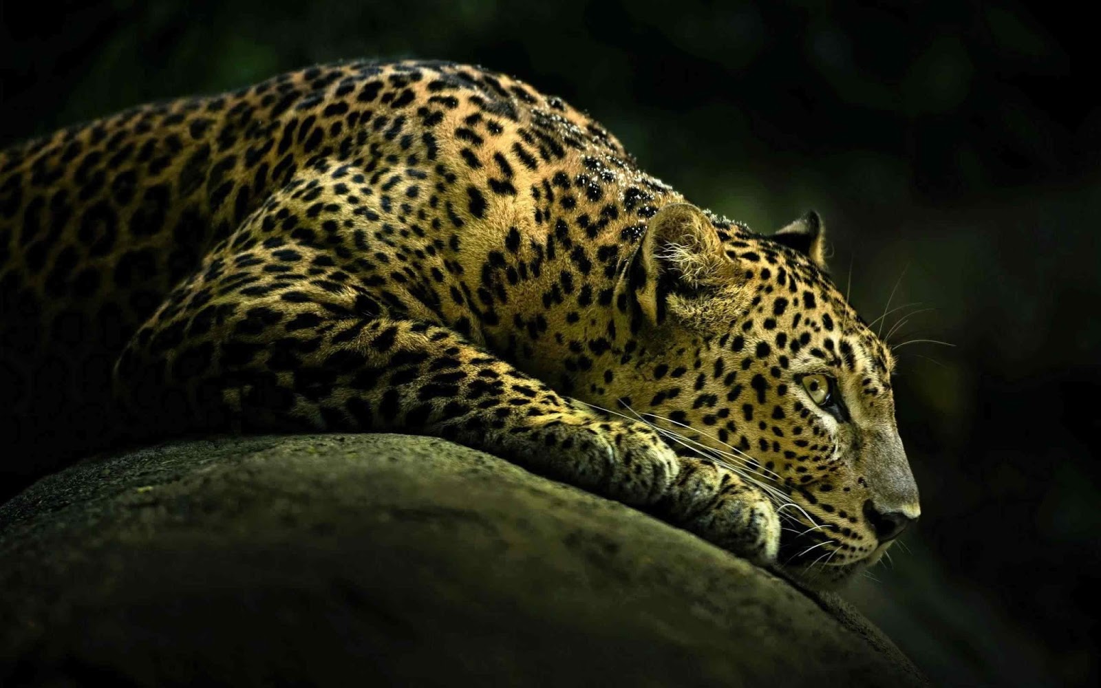 National Geographic Wallpapers - Cheetah Wallpaper 4k Hd - HD Wallpaper 