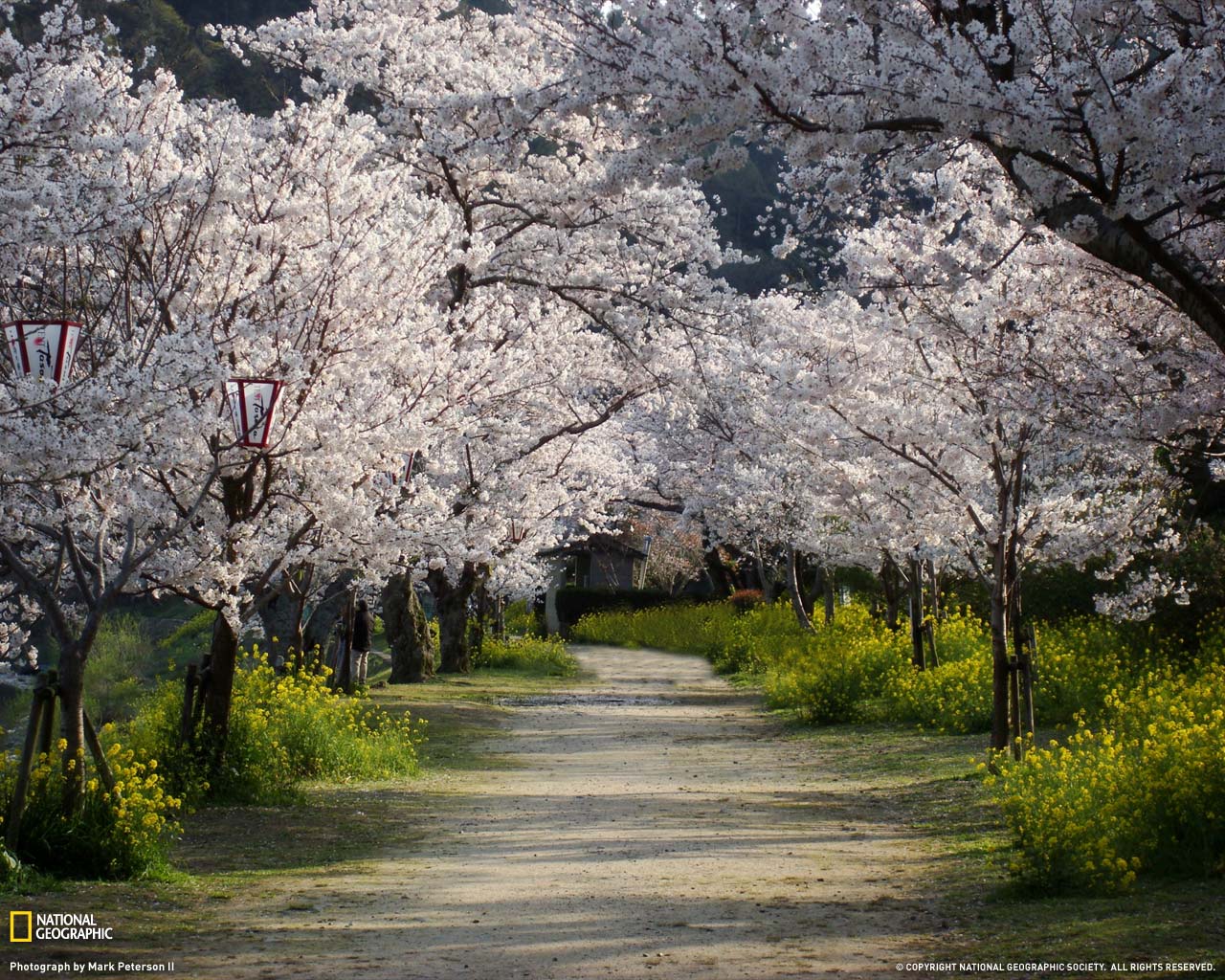 Cherry Trees And Walkaway - Spring Wallpapers National Geographic - HD Wallpaper 