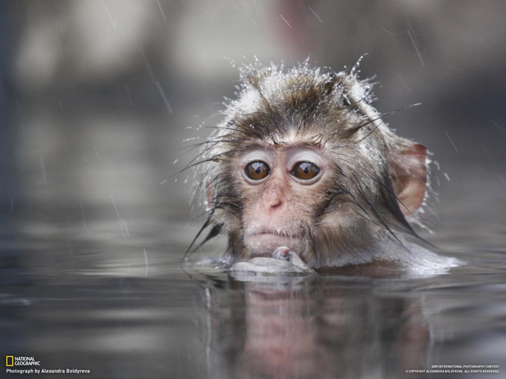 Baby Monkey In Water - HD Wallpaper 