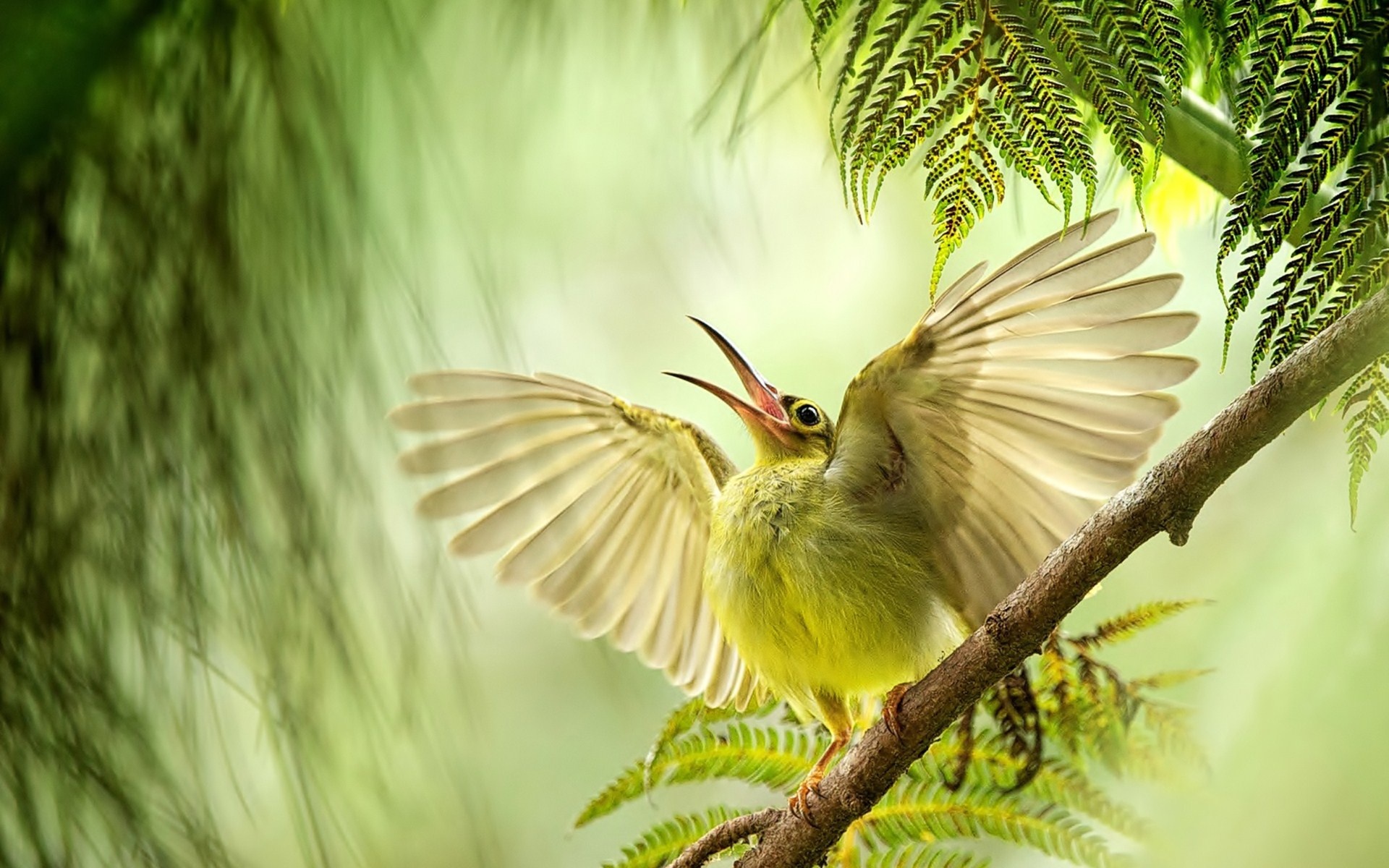 Bird Nature Images Hd - HD Wallpaper 