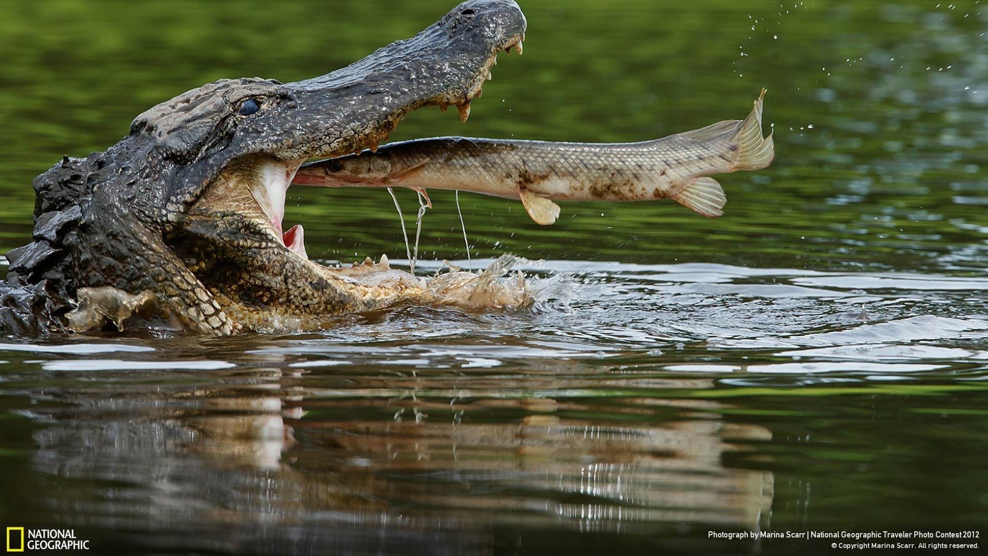 Alligator Wallpaper Hd5 
 Data Src Most Popular Nat - Alligator Hd - HD Wallpaper 