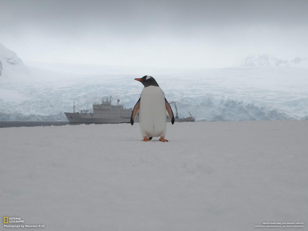 Pinguino En La Nieve - HD Wallpaper 