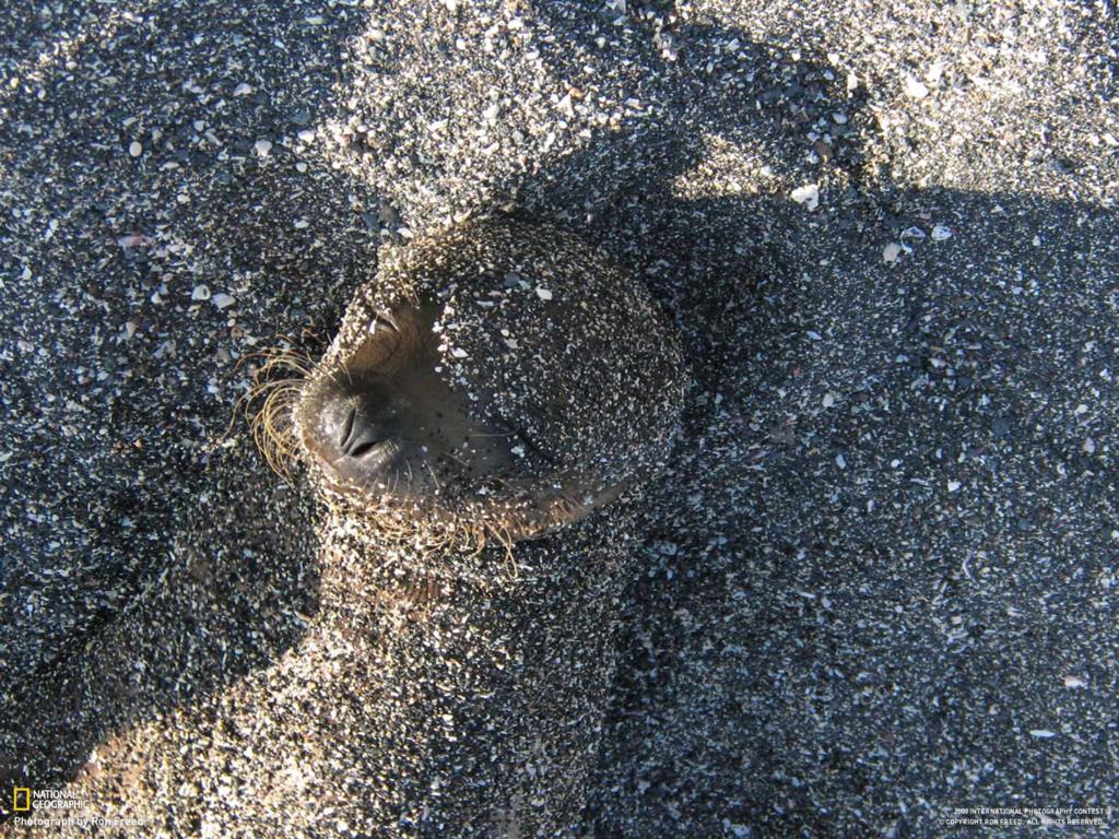 Nats The Animals - HD Wallpaper 