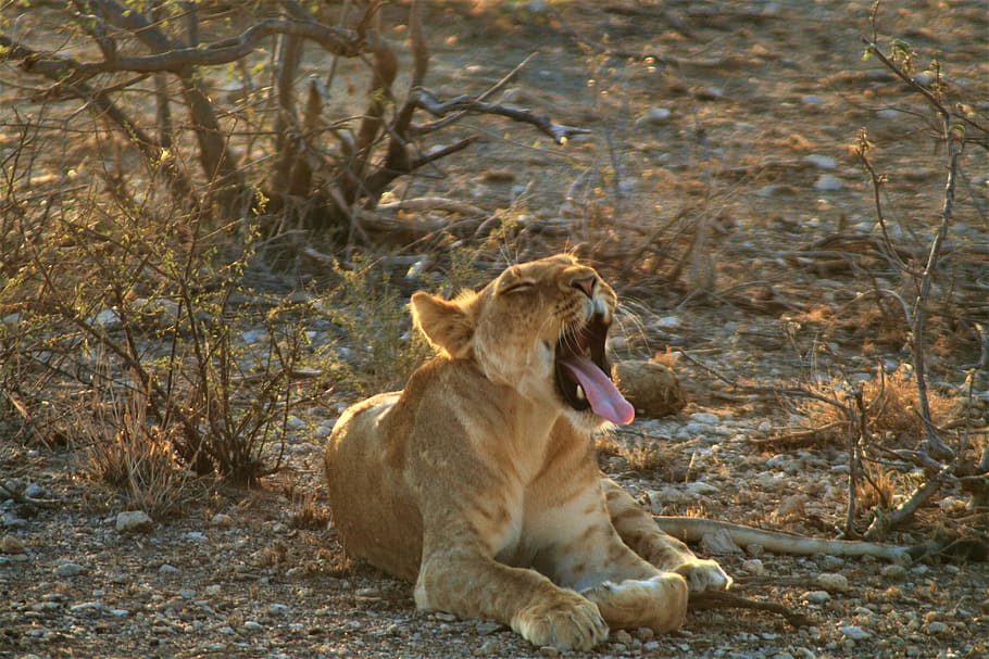 Lion, Wildlife, Mammal, Animal, Yawn, Lioness, Kenya, - Lion - HD Wallpaper 