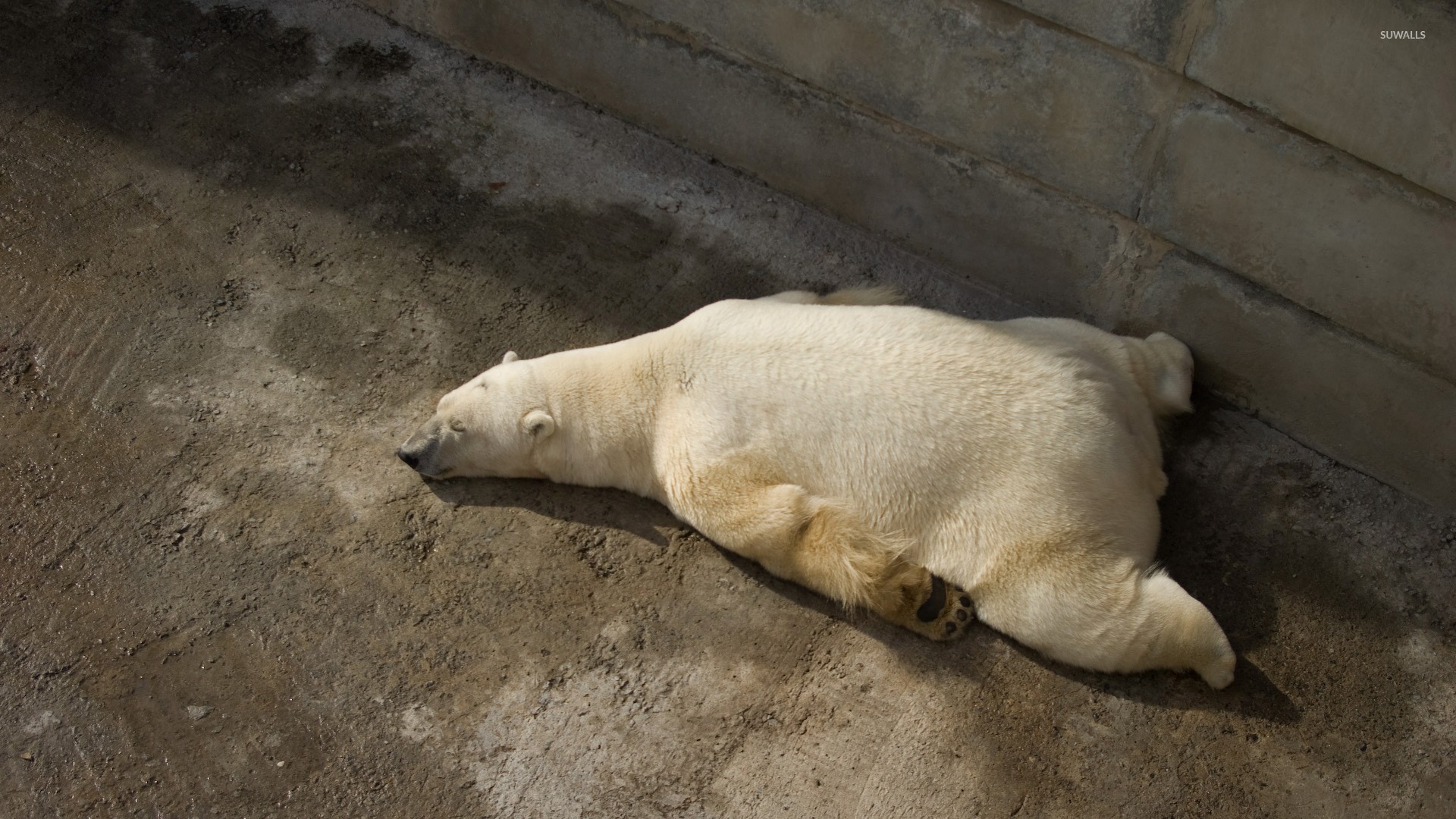 Polar Bear Sleeping Funny - HD Wallpaper 