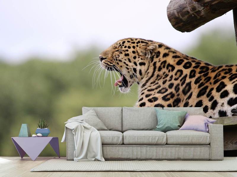 Photo Wallpaper Tired Leopard - Leopard - HD Wallpaper 