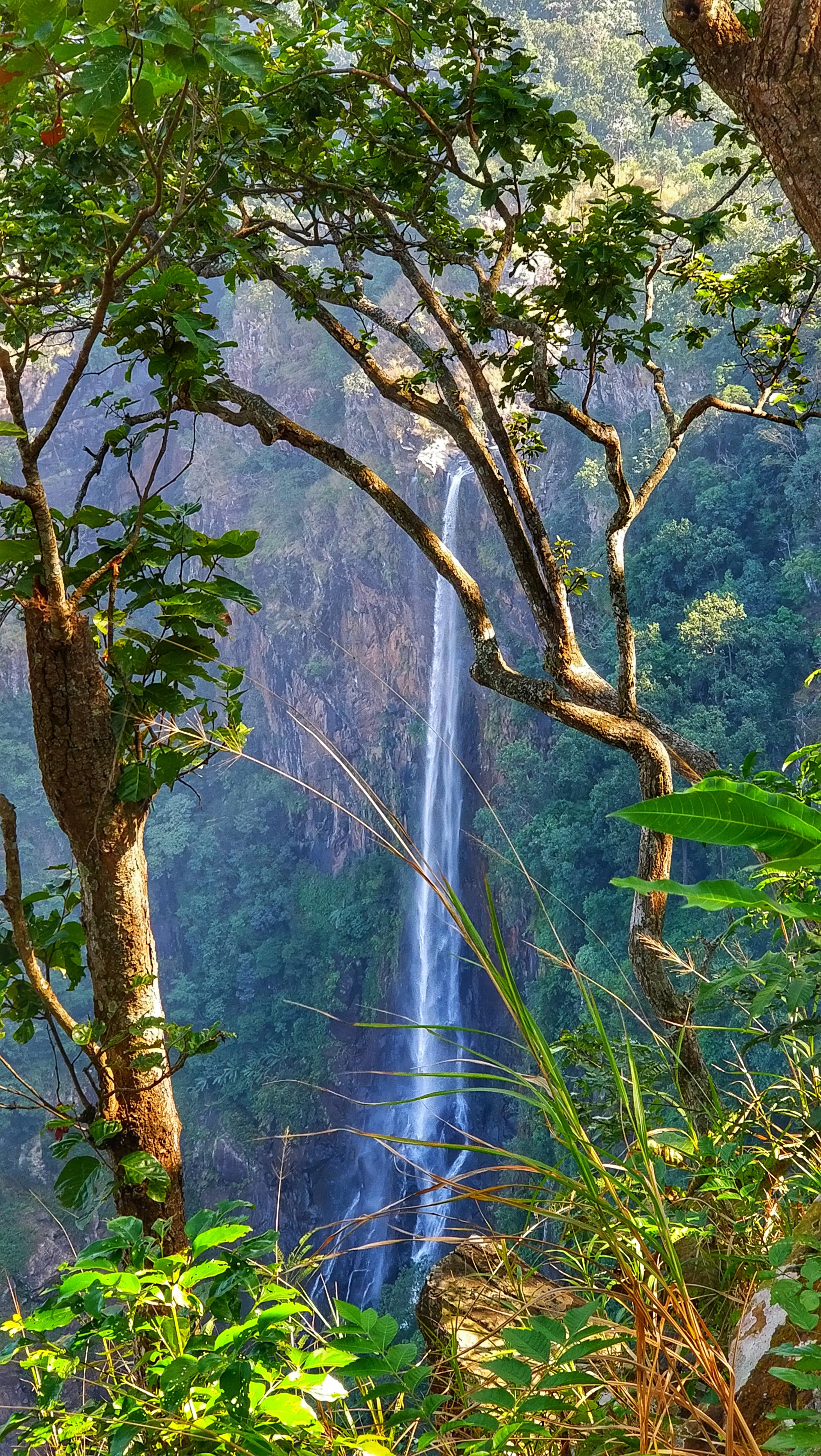 Riparian Forest - HD Wallpaper 