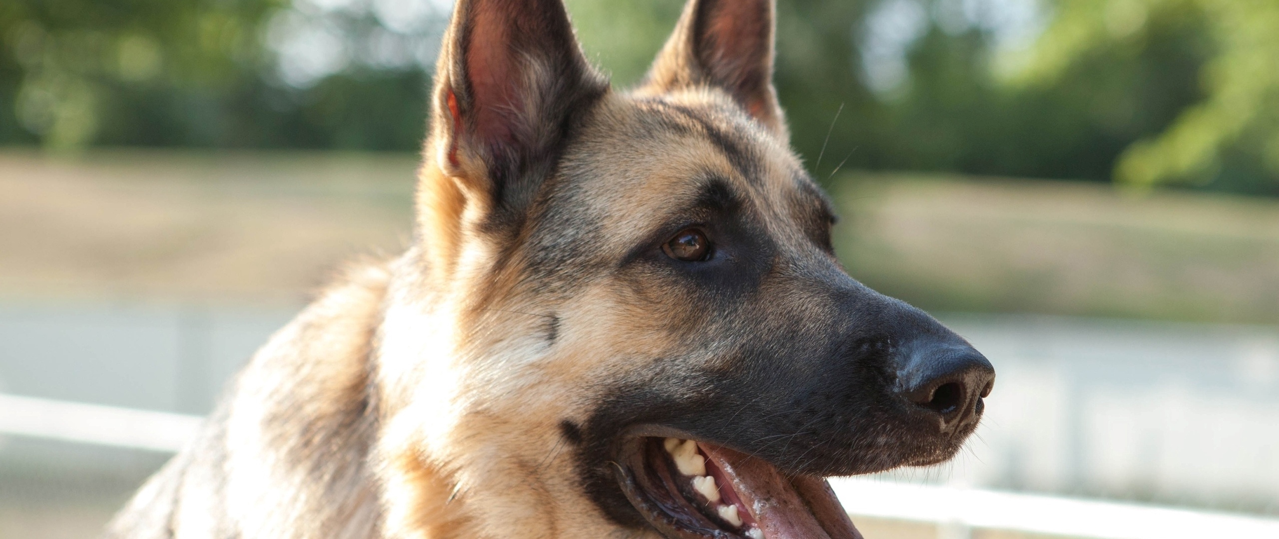 Wallpaper Dog, Protruding Tongue, Tired - German Shepherd Dog Tongue - HD Wallpaper 