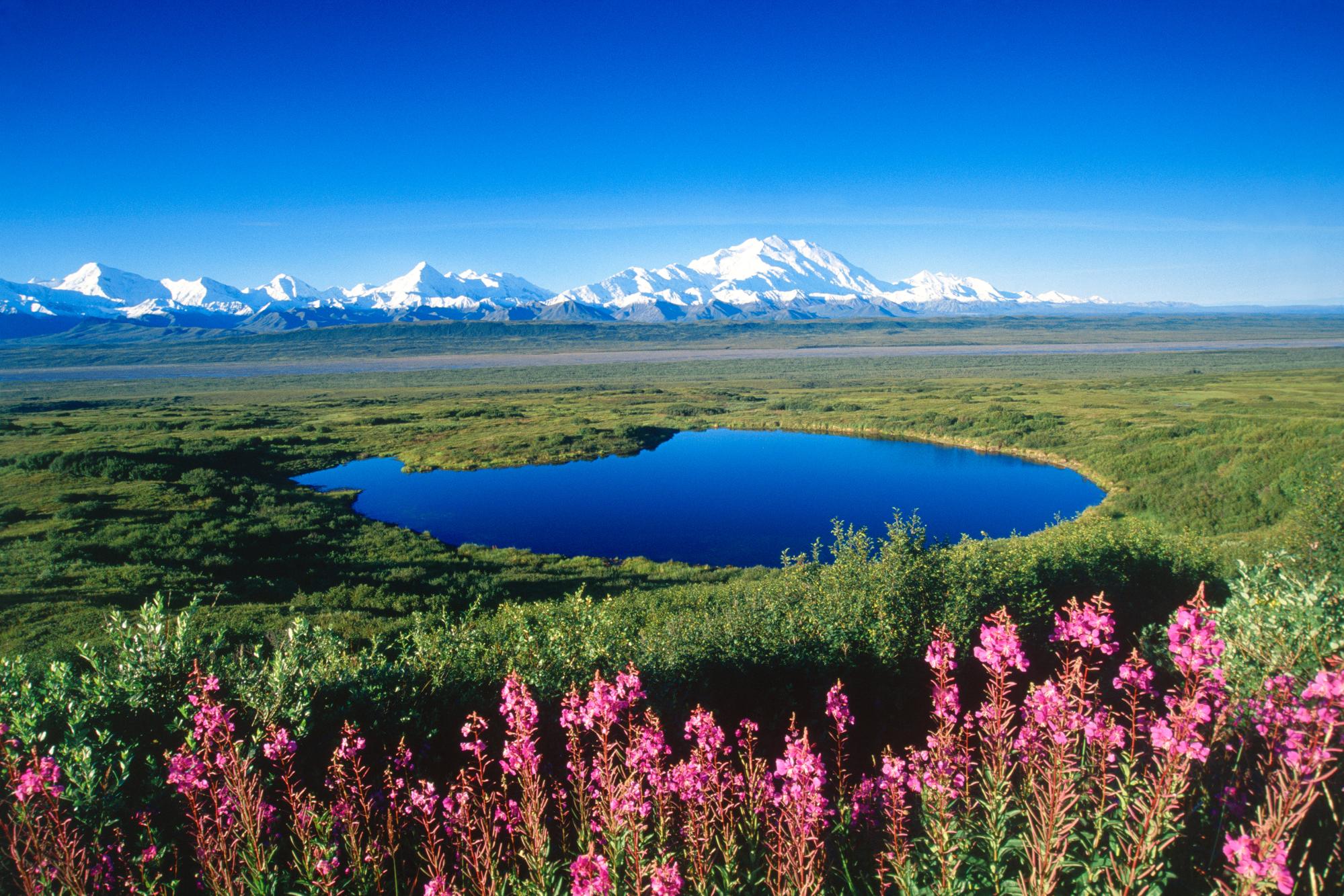 Np Alaska Picture, Denali Np Alaska Photo, Denali Np - Denali National Park Tundra - HD Wallpaper 