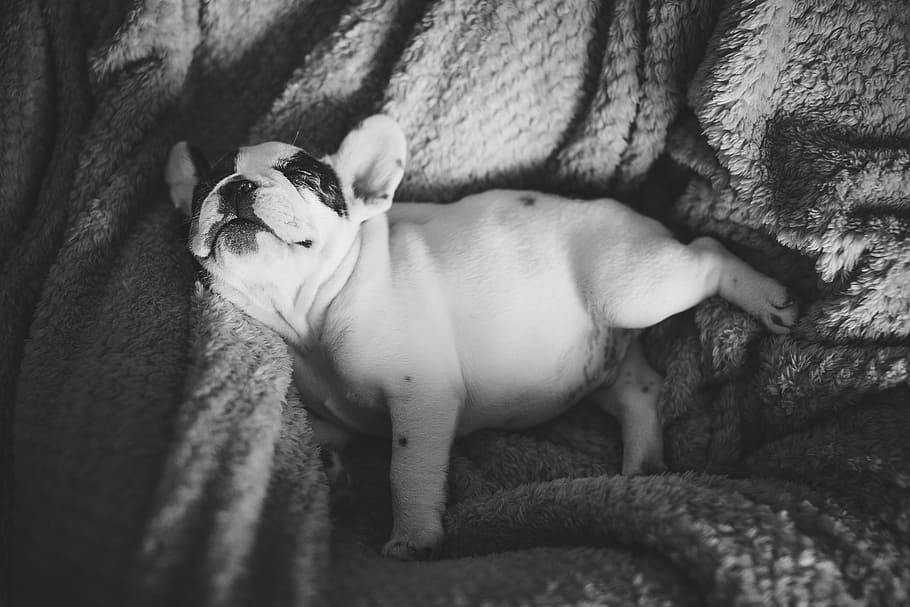 Grayscale Photo Of French Bulldog Puppy, Animals, Sleeping, - French Bulldog Free Stock - HD Wallpaper 