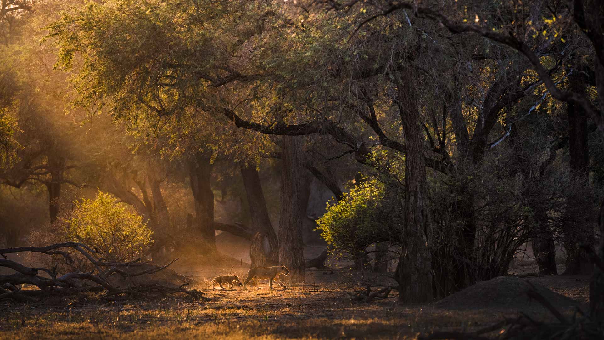 Mana Pools - HD Wallpaper 