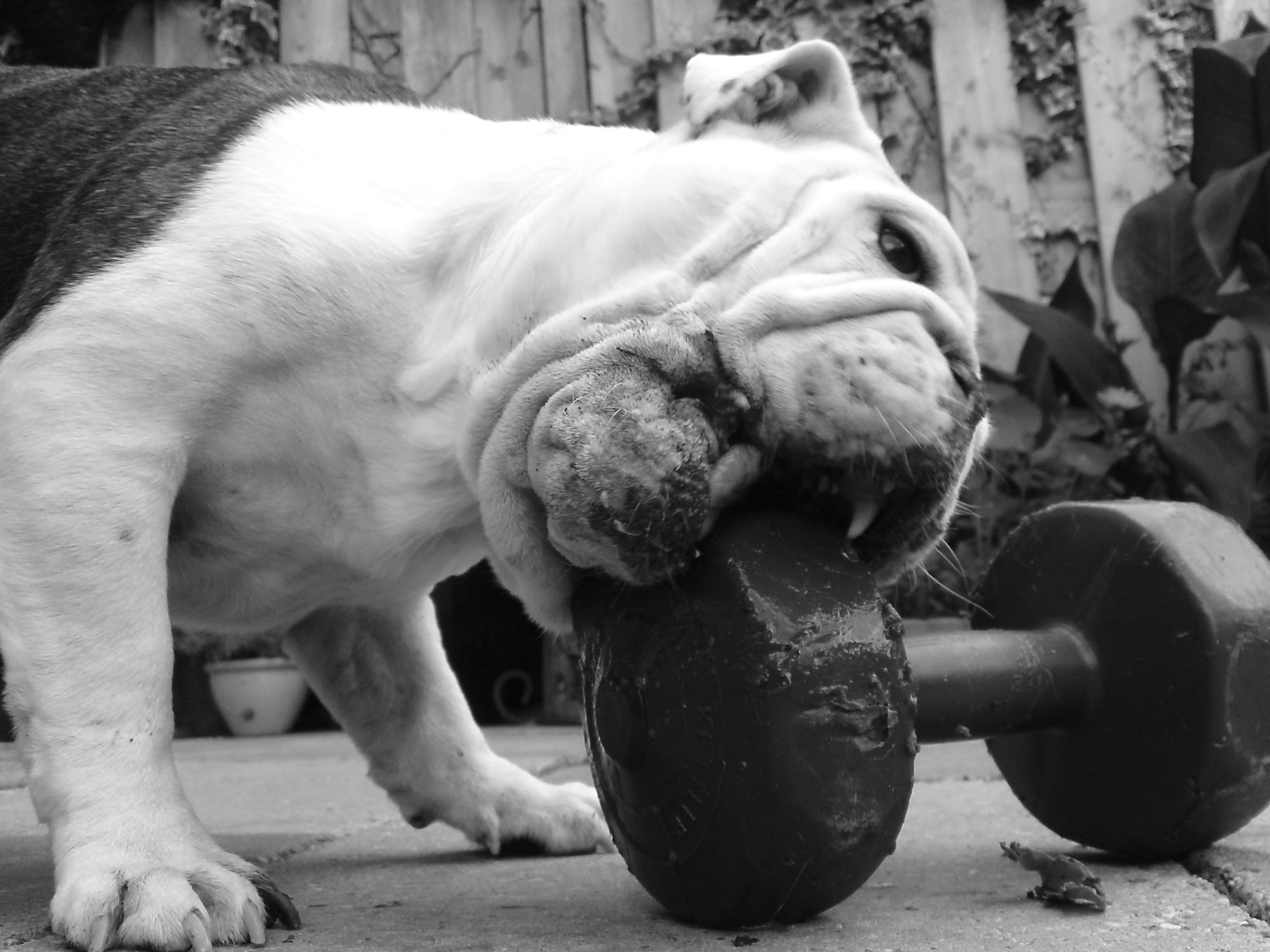 Weight Lifting Wallpaper Weightlifting Html Code - Bulldog Weight Lifting - HD Wallpaper 