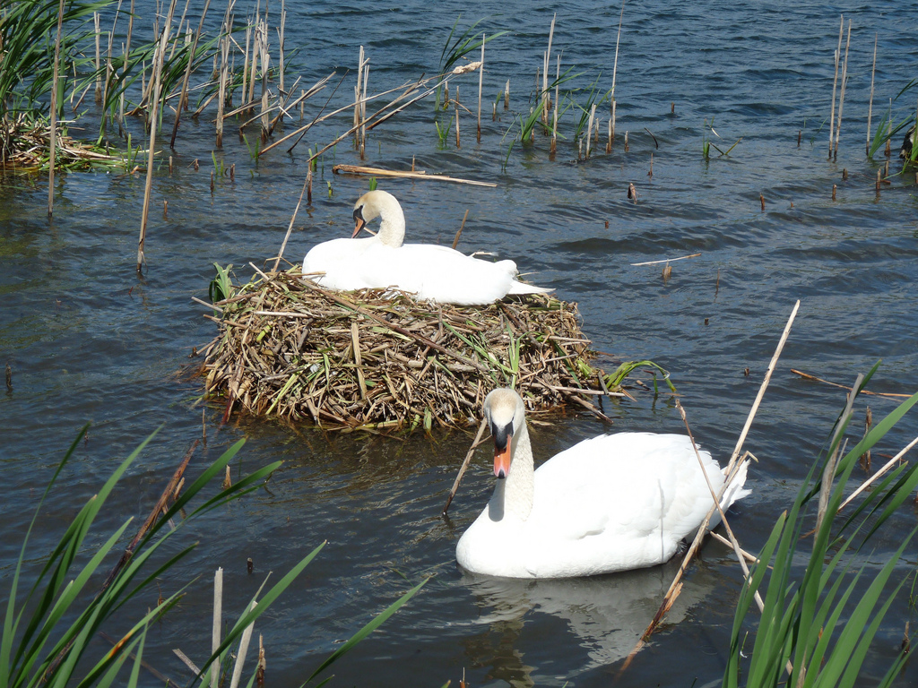 Does A Swan's Nest Look Like - HD Wallpaper 