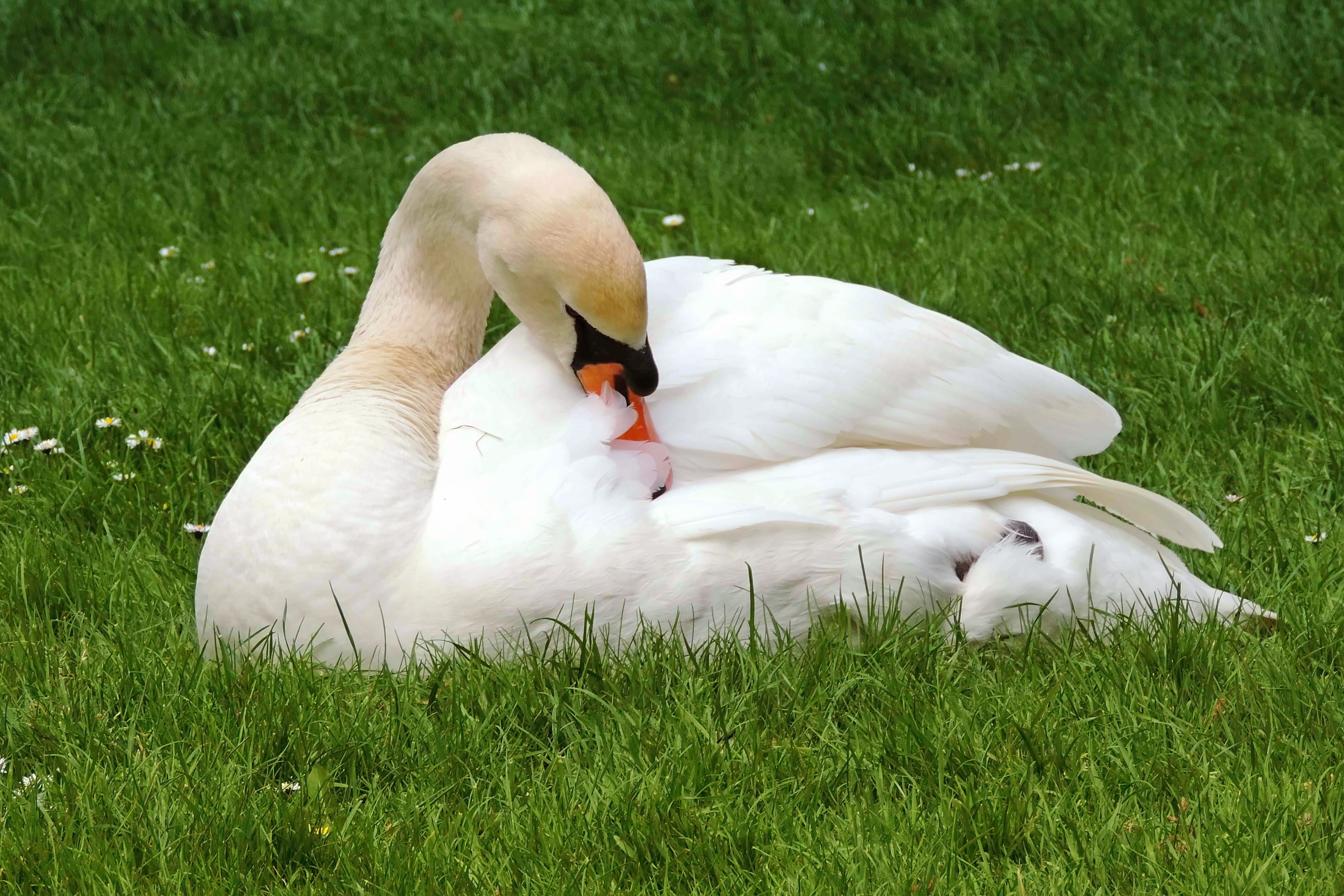 Mute Swans - HD Wallpaper 