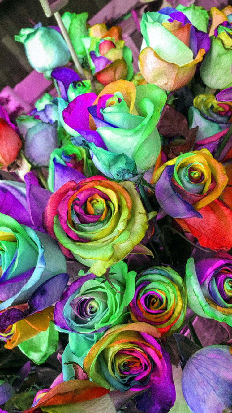 Rainbow Roses - Rose Wallpaper For Phone - HD Wallpaper 