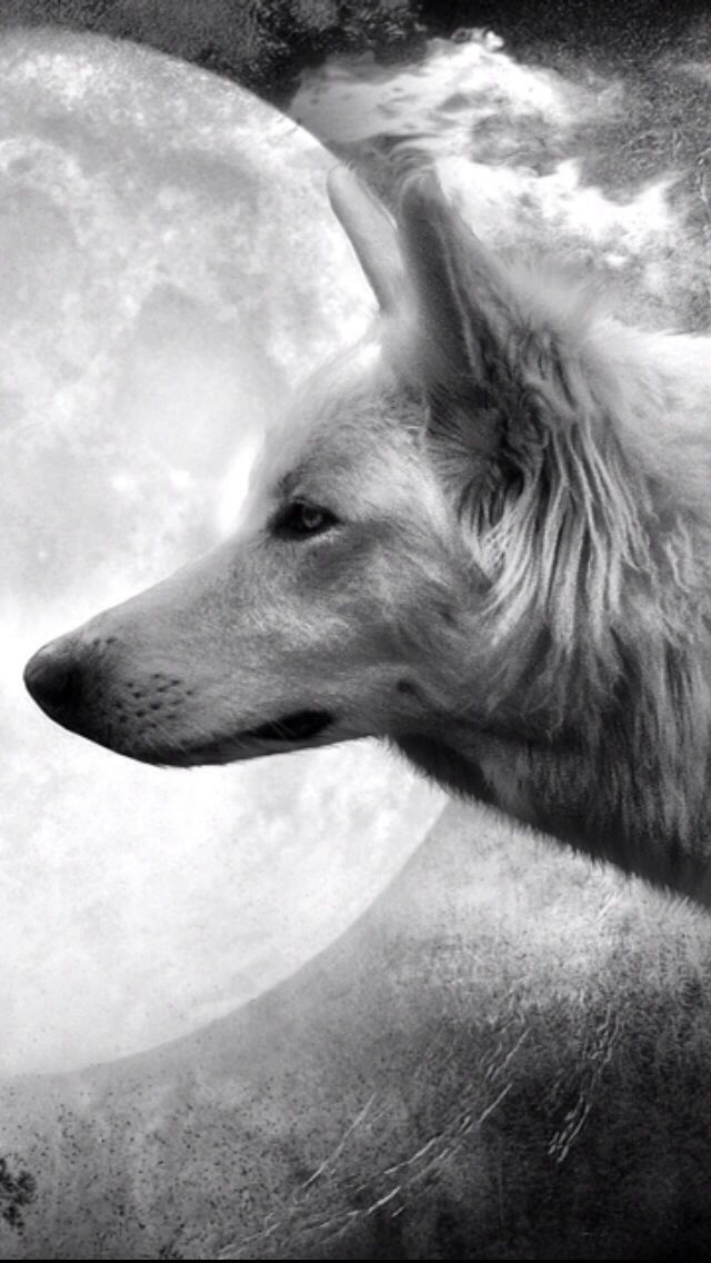 Black And White Wolves Png - HD Wallpaper 