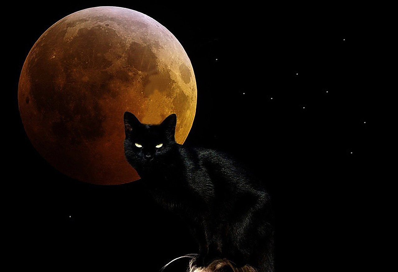Black Cat And Moon - HD Wallpaper 