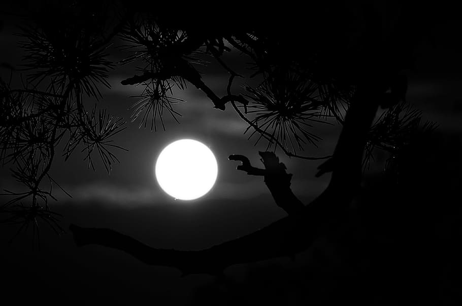 Dark, Night, Black, Moon, Fullmoon, Tree, Nature, Silhouette, - HD Wallpaper 