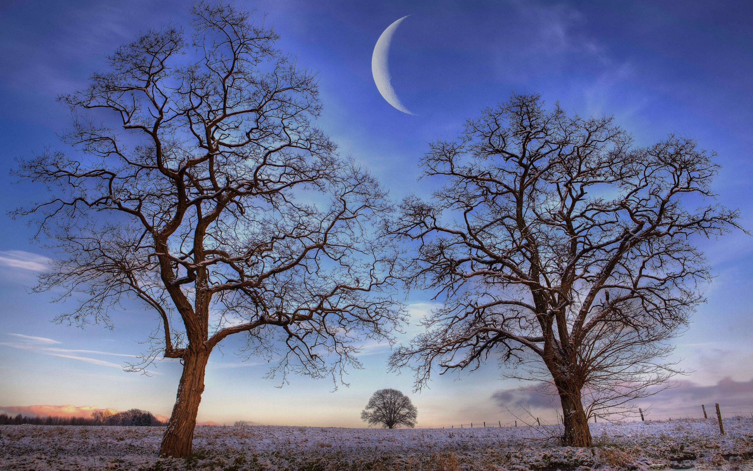 Arbres Sous La Lune - HD Wallpaper 