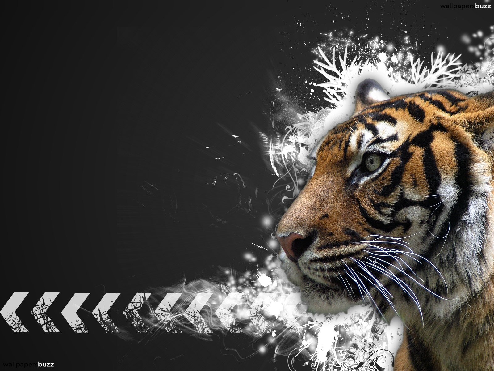 Tiger Face Background Hd - HD Wallpaper 