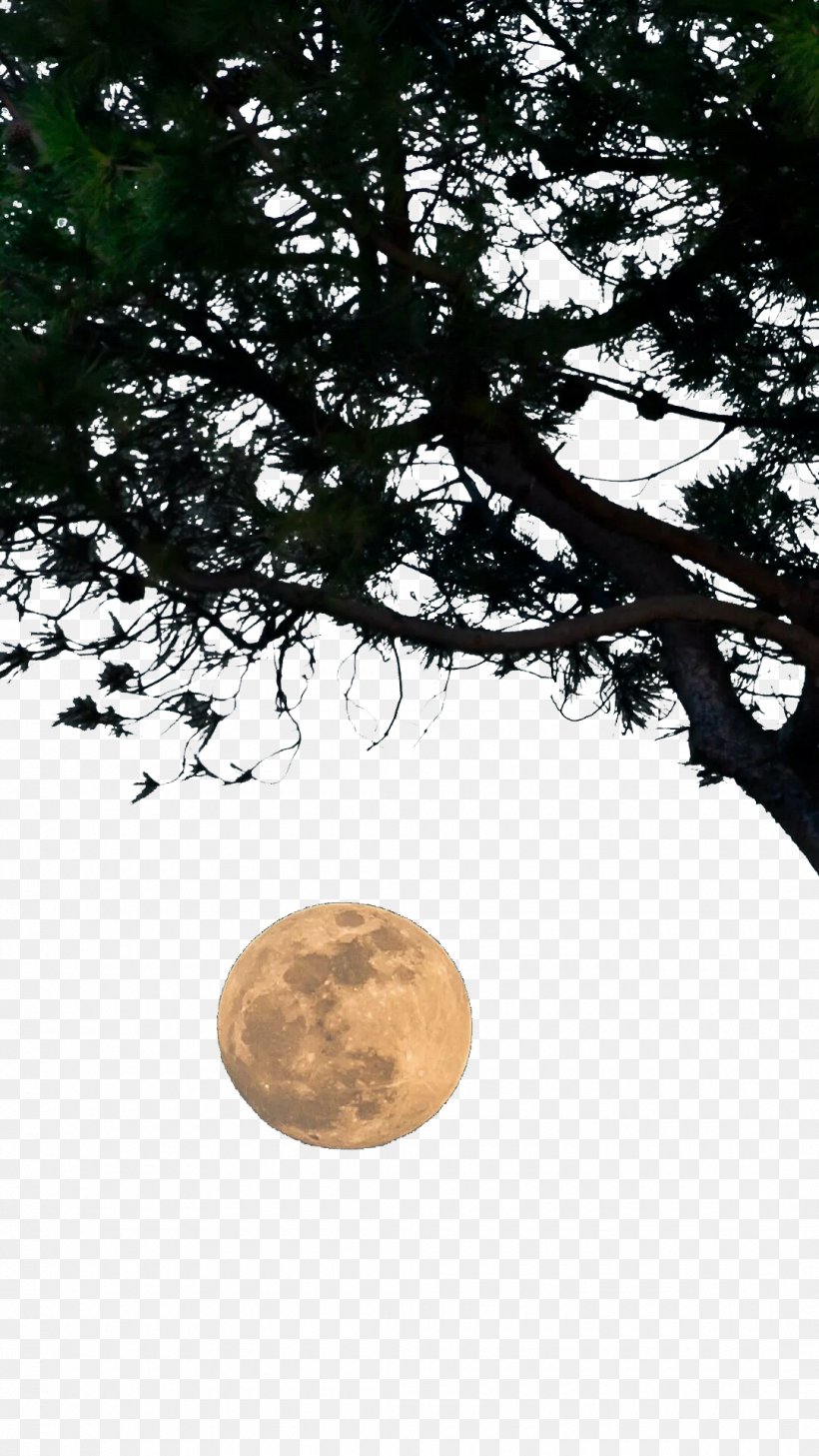 Download Tree Wallpaper, Png, 1080x1920px, Tree, Branch, - Moon - HD Wallpaper 