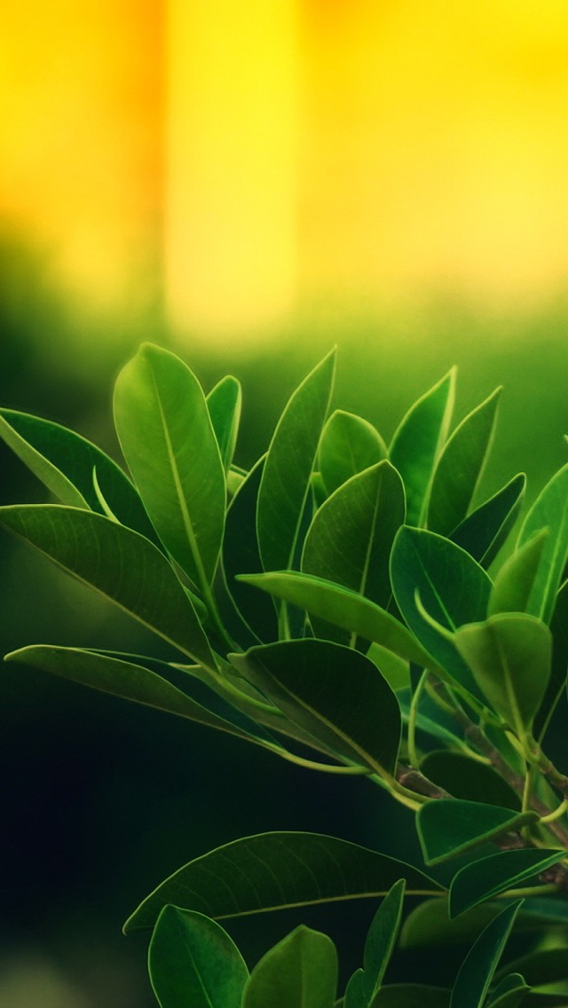 Plants With Sunrise - Green Fresh Wallpaper Leaves - HD Wallpaper 