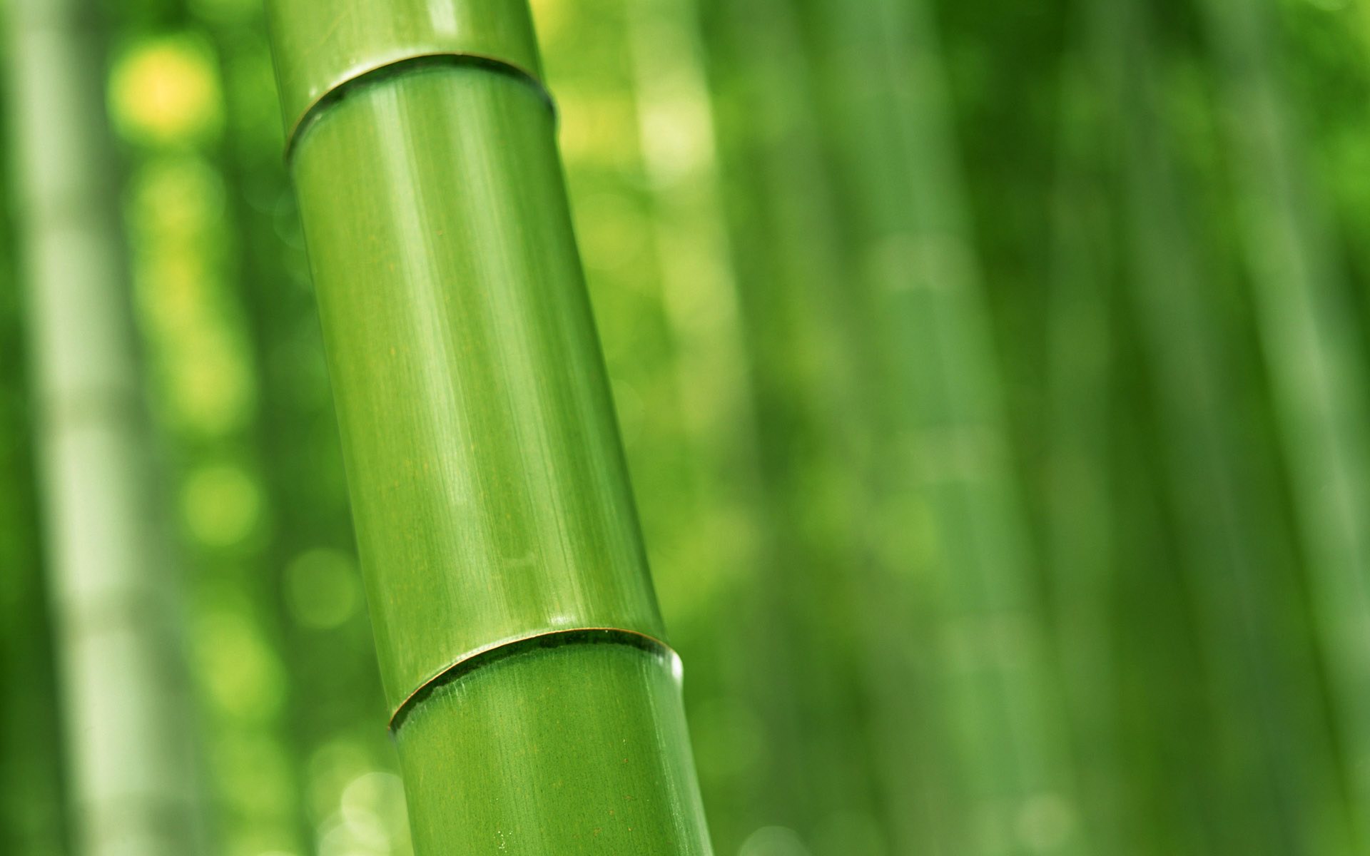 Bamboo Forest - HD Wallpaper 