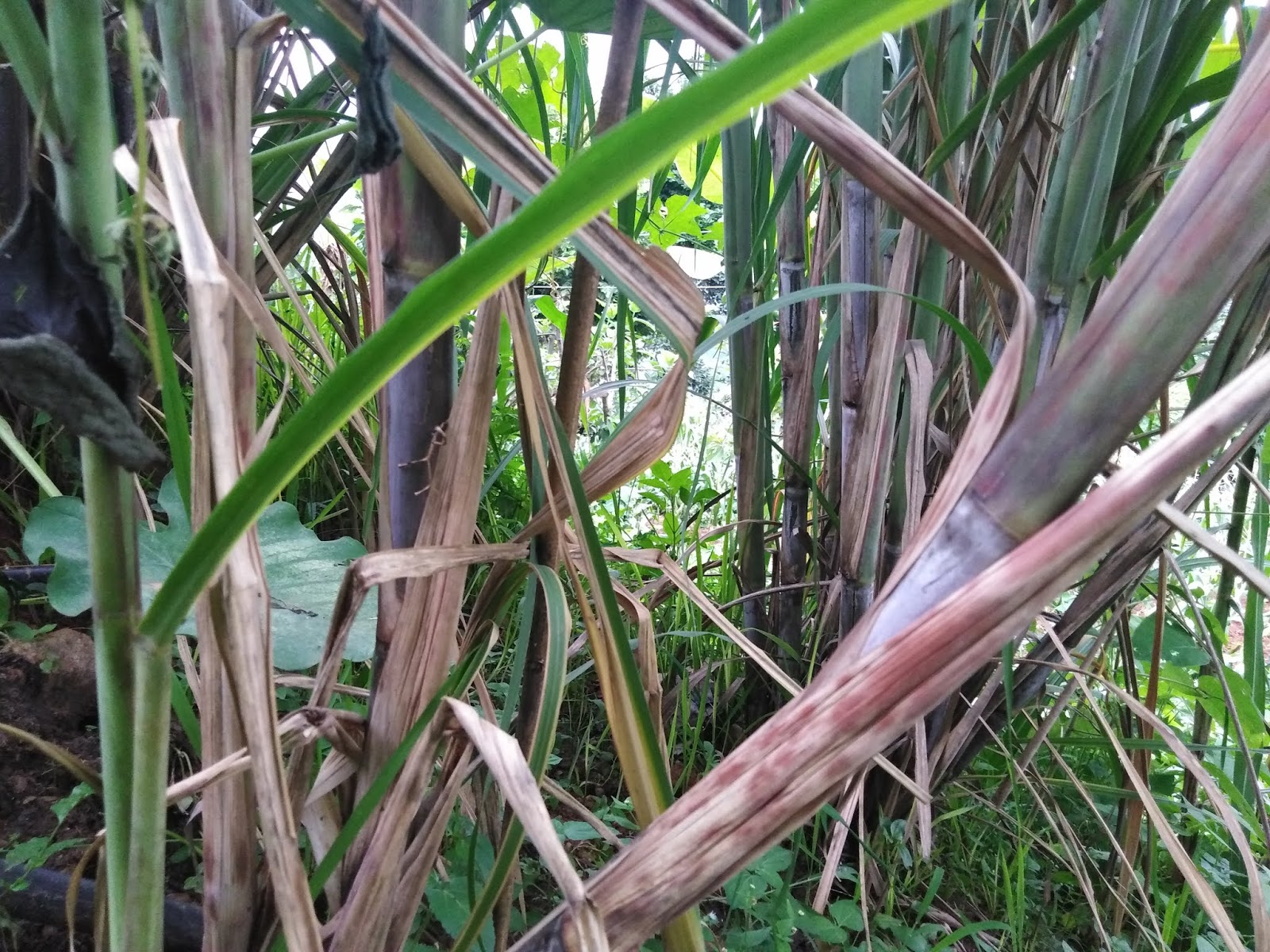 Free Wallpapers Of Nature - Saw Palmetto - HD Wallpaper 