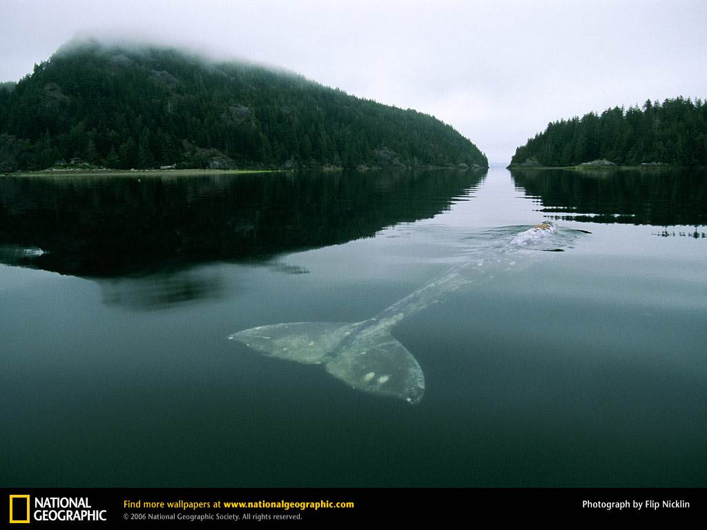Whale Picture, Whale Desktop Wallpaper, Free Wallpapers, - Loneliest Whale In The World - HD Wallpaper 
