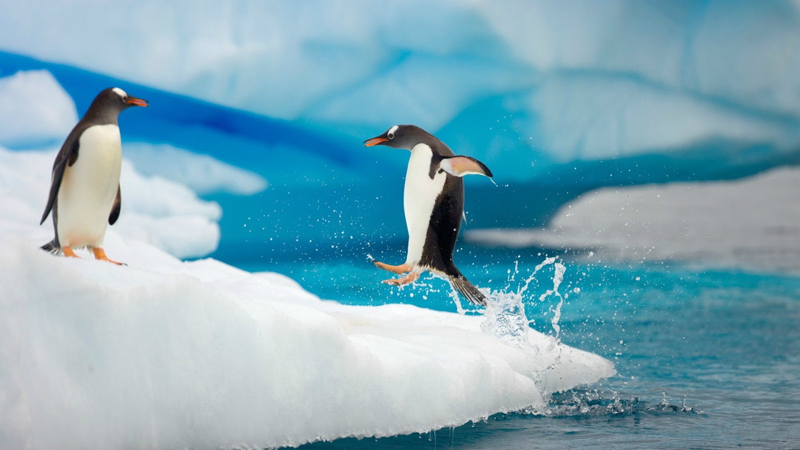 National Geographic Wallpapers - Background Penguin - 1600x900