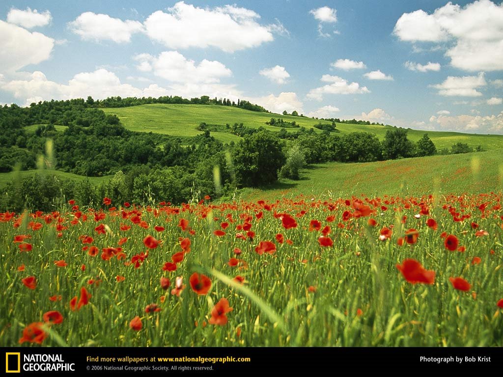 Flower Field - Tuscany Italy - HD Wallpaper 