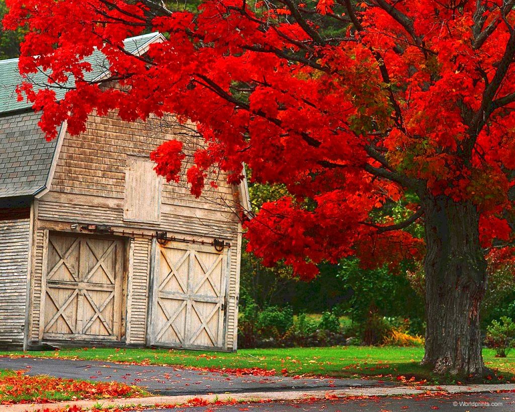 Fall Ny Photography Desktop Wallpapers Fall Desktop - Autumn In New England Gif - HD Wallpaper 