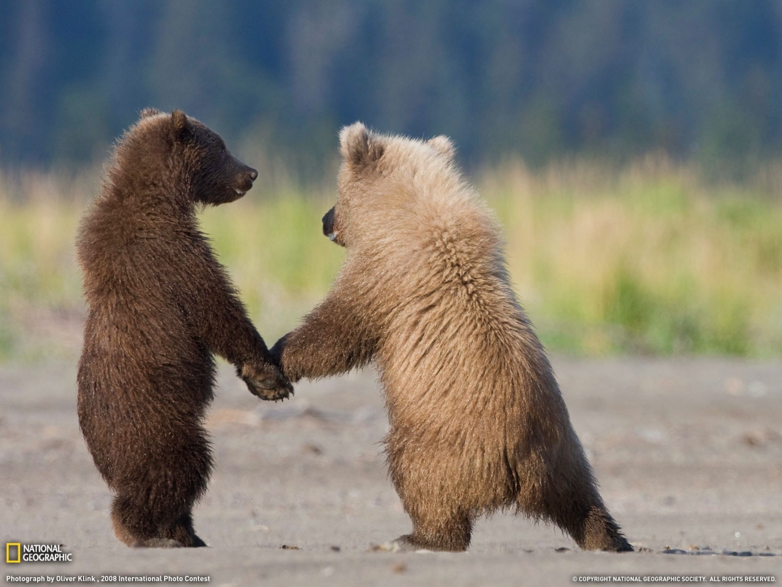 Desktop Baby Animal Pics National Geographic Download - Cute Baby Bears -  2560x1920 Wallpaper 