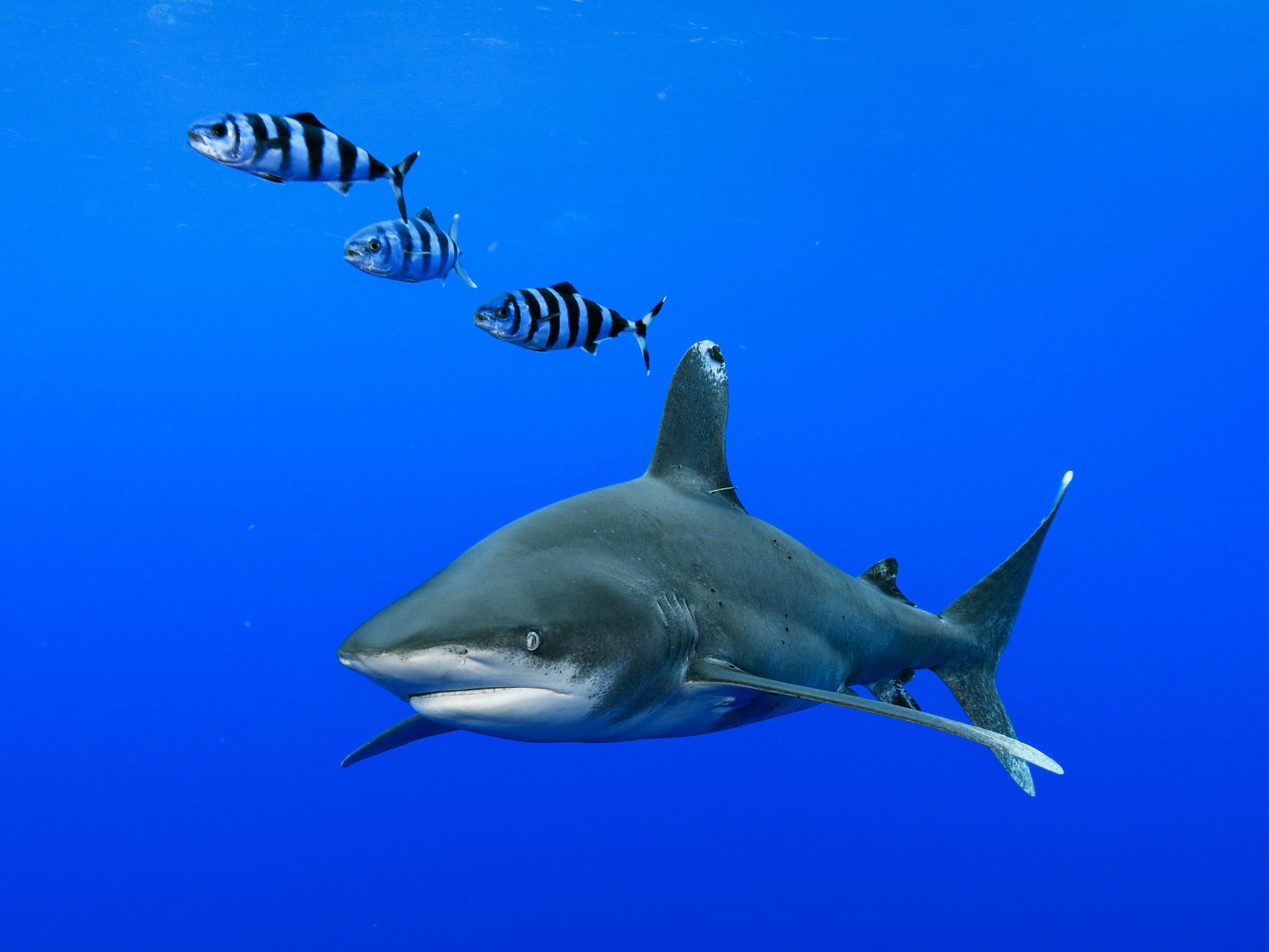 Oceanic Whitetip Shark In The Waters Off Cat Island - Sharks Bahamas National Geographic - HD Wallpaper 