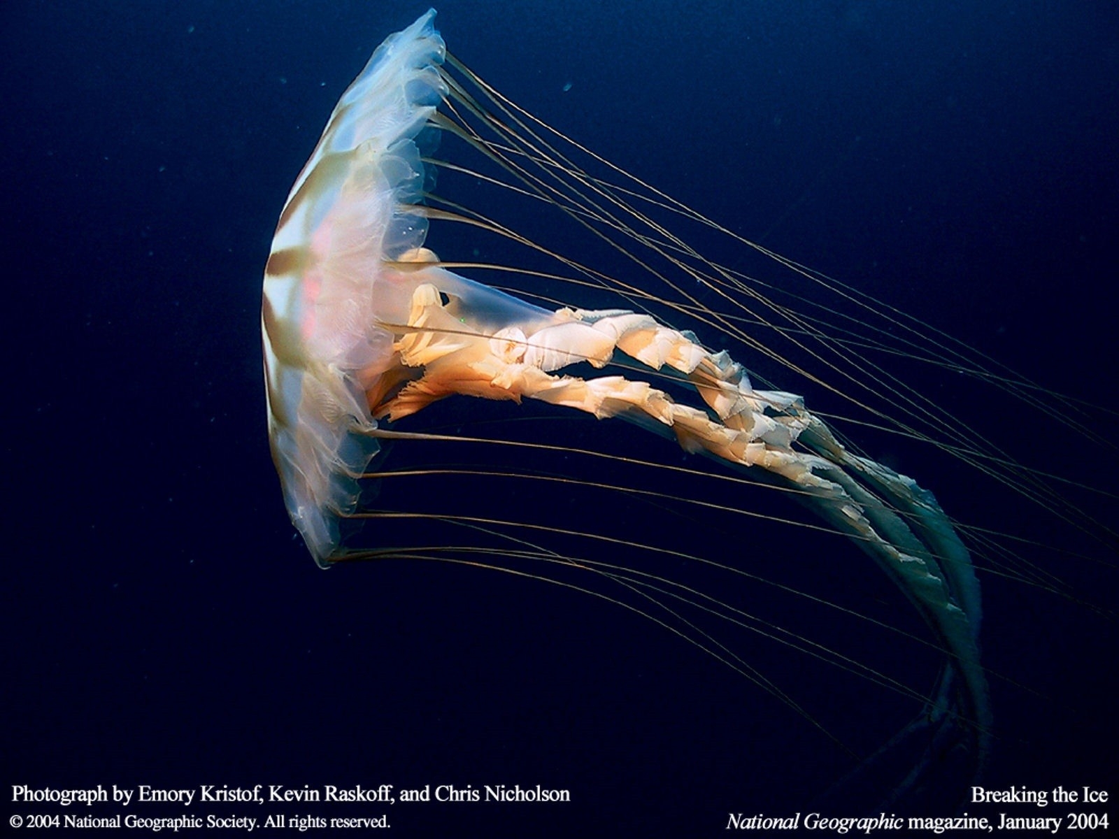 Underwater Arctic Ocean Animals - HD Wallpaper 