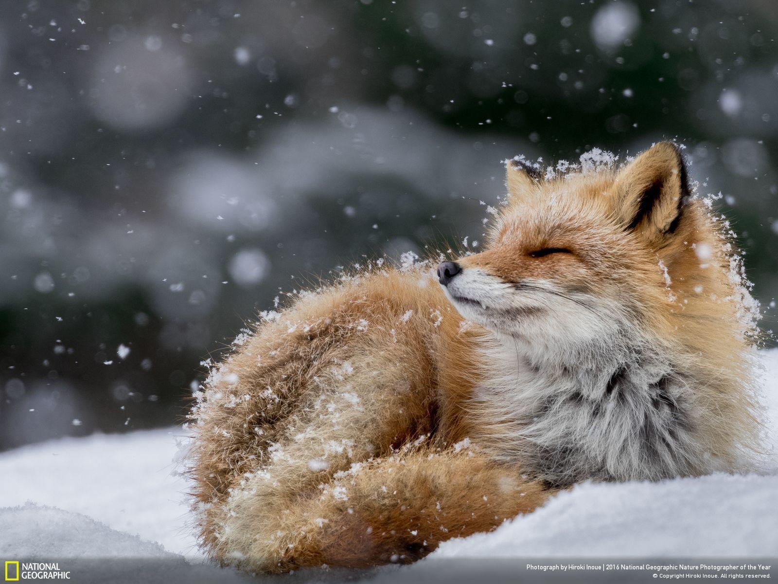 Cute Fox In The Snow - HD Wallpaper 